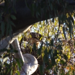 Tachyspiza fasciata (Brown Goshawk) at Deakin, ACT - 28 Oct 2019 by TomT