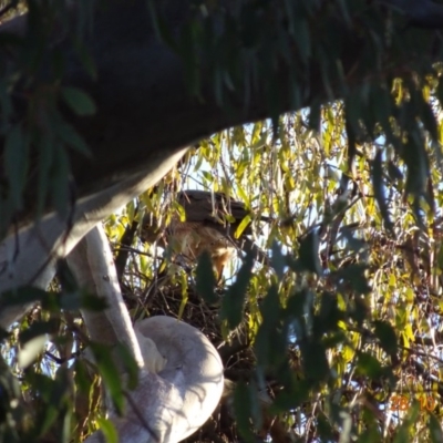 Tachyspiza fasciata (Brown Goshawk) at Deakin, ACT - 28 Oct 2019 by TomT