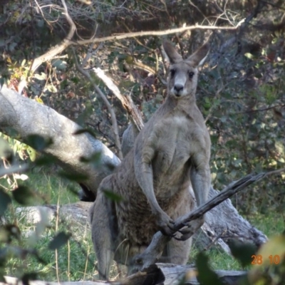 Macropus giganteus (Eastern Grey Kangaroo) at Red Hill Nature Reserve - 28 Oct 2019 by TomT