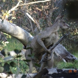 Macropus giganteus at Deakin, ACT - 28 Oct 2019 06:28 PM