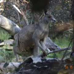 Macropus giganteus at Deakin, ACT - 28 Oct 2019