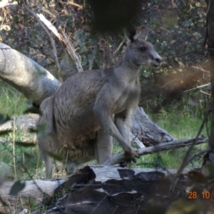 Macropus giganteus at Deakin, ACT - 28 Oct 2019 06:28 PM