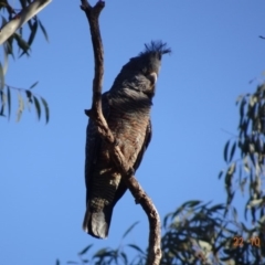 Callocephalon fimbriatum (Gang-gang Cockatoo) at Hughes, ACT - 21 Oct 2019 by TomT