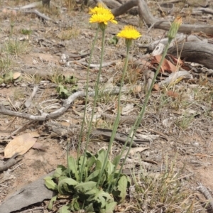 Hypochaeris radicata at Tuggeranong DC, ACT - 2 Nov 2019 12:30 PM