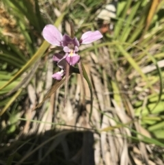 Diuris diminuta at Penrose State Forest - 14 Nov 2019 by Snowflake