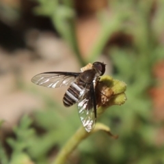 Villa sp. (genus) (Unidentified Villa bee fly) at Acton, ACT - 14 Nov 2019 by HelenCross