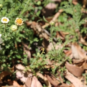 Villa sp. (genus) at Acton, ACT - 14 Nov 2019