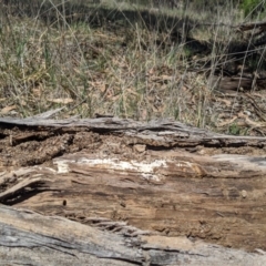 Papyrius nitidus (Shining Coconut Ant) at Umbagong District Park - 14 Nov 2019 by MattM