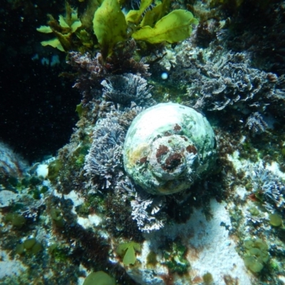 Turbo (Ninella) torquatus (Sydney Or Heavy Turban Shell) at Bawley Point, NSW - 14 Nov 2019 by GLemann