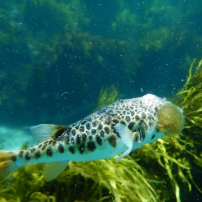 Tetractenos glaber (Smooth Toadfish) at Bawley Point, NSW - 14 Nov 2019 by GLemann