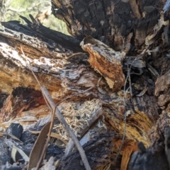 Papyrius nitidus (Shining Coconut Ant) at Umbagong District Park - 14 Nov 2019 by MattM