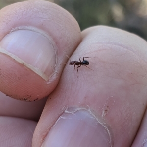 Papyrius nitidus at Latham, ACT - 14 Nov 2019