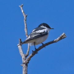 Lalage tricolor (White-winged Triller) at Symonston, ACT - 13 Nov 2019 by Marthijn