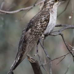 Cacomantis pallidus (Pallid Cuckoo) at Callum Brae - 14 Nov 2019 by Marthijn