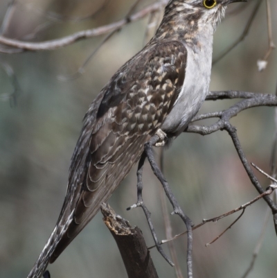 Cacomantis pallidus (Pallid Cuckoo) at Callum Brae - 14 Nov 2019 by Marthijn