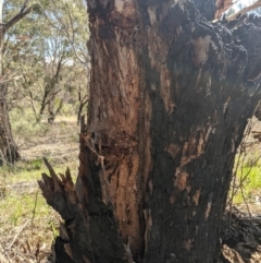 Papyrius nitidus (Shining Coconut Ant) at Latham, ACT - 14 Nov 2019 by MattM