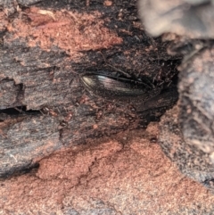 Papyrius nitidus at Latham, ACT - 14 Nov 2019