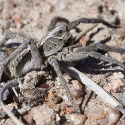 Tasmanicosa godeffroyi (Garden Wolf Spider) at Symonston, ACT - 13 Nov 2019 by Marthijn