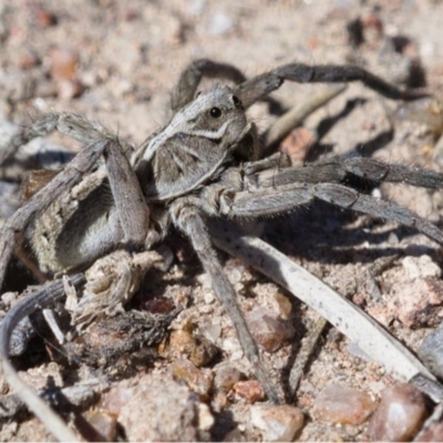 Tasmanicosa godeffroyi (Garden Wolf Spider) at Symonston, ACT - 14 Nov 2019 by Marthijn