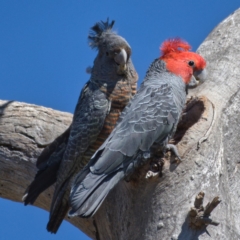 Callocephalon fimbriatum (Gang-gang Cockatoo) at Callum Brae - 13 Nov 2019 by Marthijn