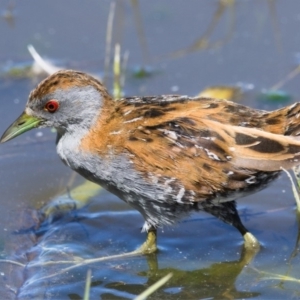 Zapornia pusilla at Jerrabomberra Wetlands - 14 Nov 2019