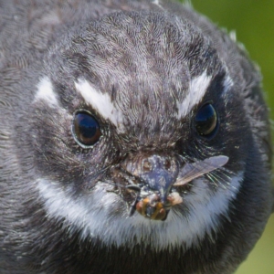 Rhipidura albiscapa at Fyshwick, ACT - 14 Nov 2019