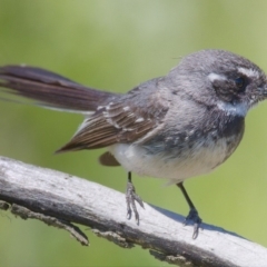 Rhipidura albiscapa at Fyshwick, ACT - 14 Nov 2019