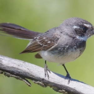 Rhipidura albiscapa at Fyshwick, ACT - 14 Nov 2019