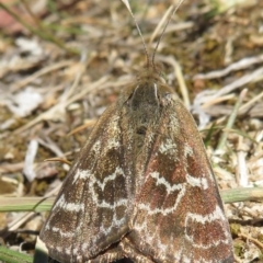 Synemon plana (Golden Sun Moth) at Narrabundah, ACT - 13 Nov 2019 by RobParnell