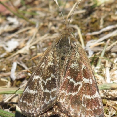 Synemon plana (Golden Sun Moth) at Narrabundah, ACT - 14 Nov 2019 by RobParnell