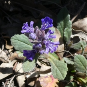 Ajuga australis at Theodore, ACT - 14 Nov 2019 11:41 AM