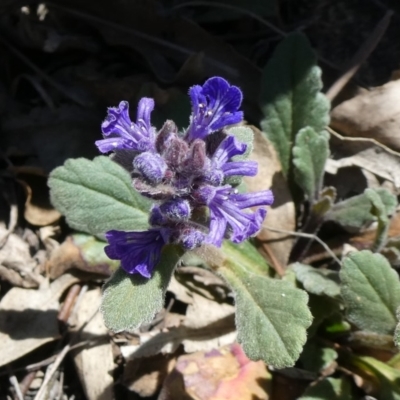 Ajuga australis (Austral Bugle) at Theodore, ACT - 14 Nov 2019 by owenh