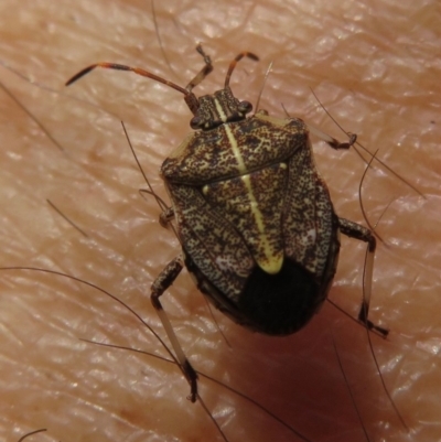 Oncocoris geniculatus (A shield bug) at Narrabundah, ACT - 1 Nov 2019 by RobParnell