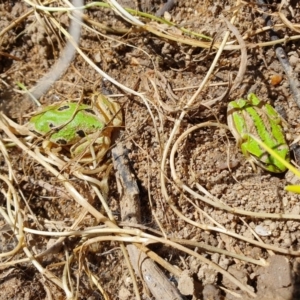 Litoria verreauxii verreauxii at Namadgi National Park - 14 Nov 2019