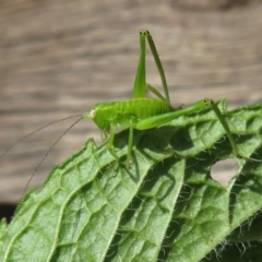 Caedicia simplex (Common Garden Katydid) at Narrabundah, ACT - 1 Nov 2019 by RobParnell