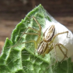 Oxyopes sp. (genus) (Lynx spider) at Narrabundah, ACT - 1 Nov 2019 by RobParnell