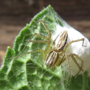 Oxyopes sp. (genus) at Narrabundah, ACT - 2 Nov 2019