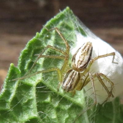 Oxyopes (genus) (Lynx spider) at Narrabundah, ACT - 2 Nov 2019 by RobParnell