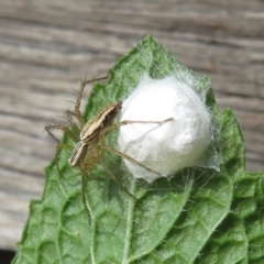 Oxyopes sp. (genus) at Narrabundah, ACT - 2 Nov 2019