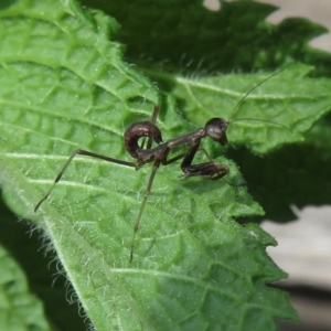 Mantodea (order) at Narrabundah, ACT - 2 Nov 2019