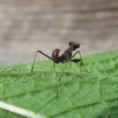 Mantodea (order) at Narrabundah, ACT - 2 Nov 2019