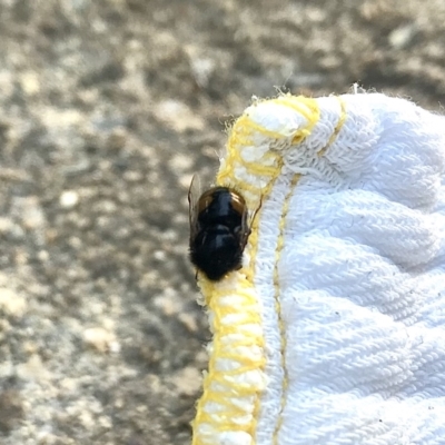 Pterodontia mellii (Hunchback Fly, Small-headed Fly) at Watson, ACT - 11 Nov 2019 by rachaelbean