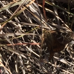 Synemon plana (Golden Sun Moth) at Murrumbateman, NSW - 14 Nov 2019 by ALCaston