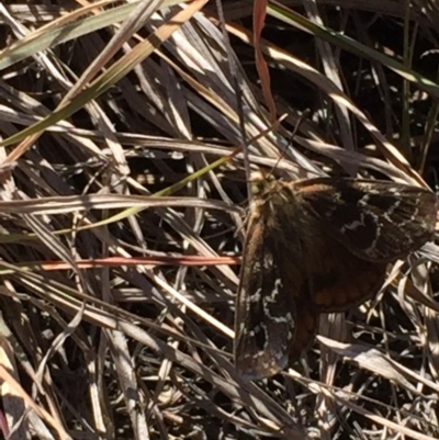 Synemon plana (Golden Sun Moth) at Murrumbateman, NSW - 14 Nov 2019 by ALCaston