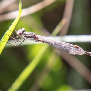 Austrolestes annulosus at Stromlo, ACT - 14 Nov 2019