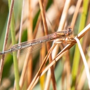 Xanthagrion erythroneurum at Stromlo, ACT - 14 Nov 2019