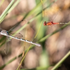 Xanthagrion erythroneurum at Stromlo, ACT - 14 Nov 2019