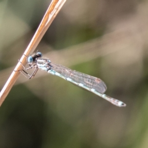 Austrolestes leda at Stromlo, ACT - 14 Nov 2019 04:39 PM