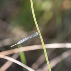 Austrolestes leda at Stromlo, ACT - 14 Nov 2019