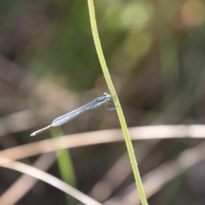 Austrolestes leda at Stromlo, ACT - 14 Nov 2019 04:39 PM